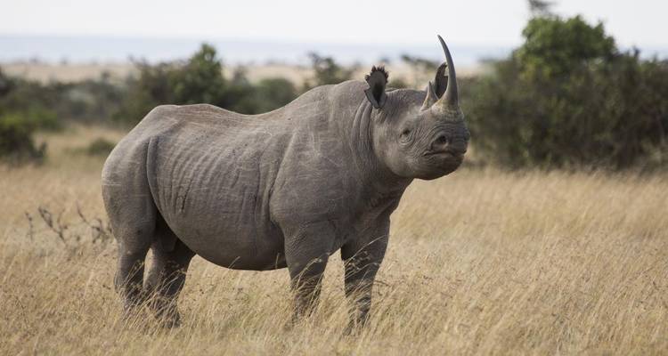 13 jours de safari Kenya - Tanzanie - Kiriwe Travel And Trekking Safaris Ltd 1