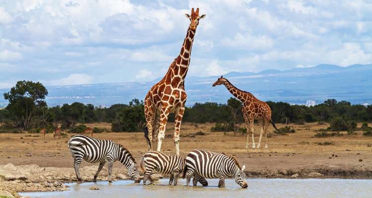 13 jours de safari Kenya - Tanzanie - Kiriwe Travel And Trekking Safaris Ltd 2