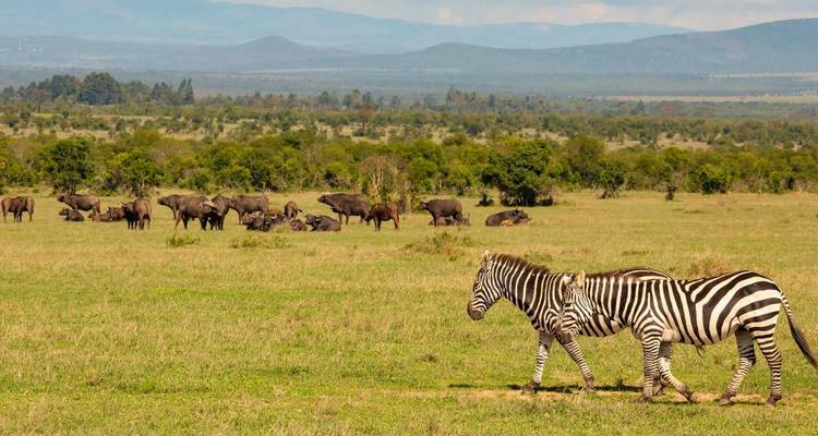 13 jours de safari Kenya - Tanzanie - Kiriwe Travel And Trekking Safaris Ltd 3
