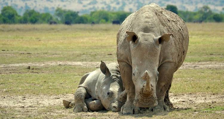 13 jours de safari Kenya - Tanzanie - Kiriwe Travel And Trekking Safaris Ltd 4