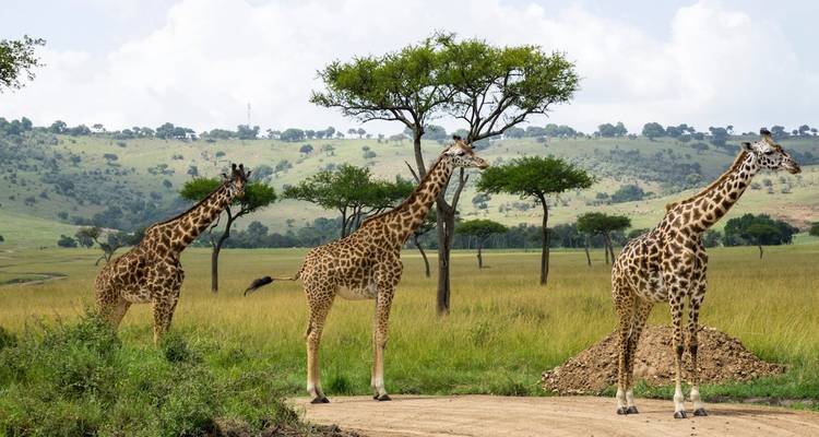 13 jours de safari Kenya - Tanzanie - Kiriwe Travel And Trekking Safaris Ltd 6