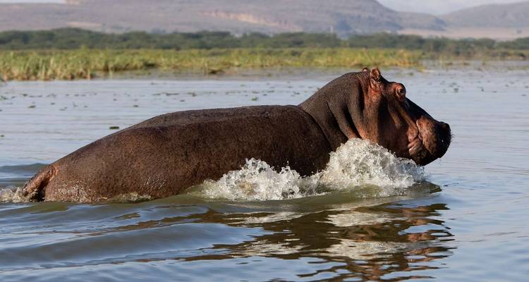 13 jours de safari Kenya - Tanzanie - Kiriwe Travel And Trekking Safaris Ltd 7