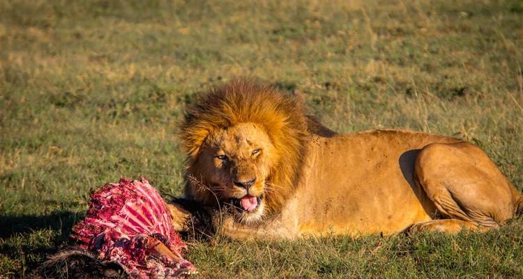 13 jours de safari Kenya - Tanzanie - Kiriwe Travel And Trekking Safaris Ltd 9