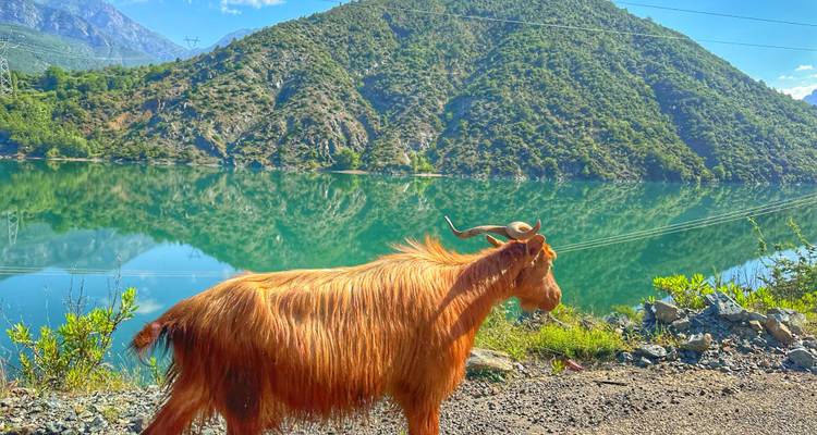 Depuis Tirana/Shkodra : excursion quotidienne sur la rivière Shala et le lac Komani - Smart Tour Albania 10
