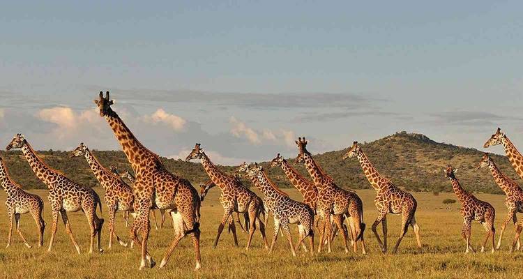 Safari privé classique Big 5, Tanzanie - Nature Safari 4