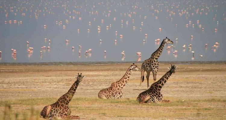 Safari privé classique Big 5, Tanzanie - Nature Safari 3