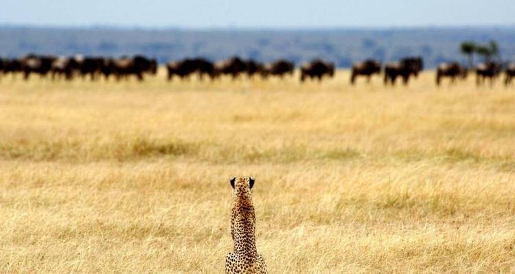 Safari de 13 días por la esencia de la vida salvaje y la cultura de Tanzania - Nature Safari 8