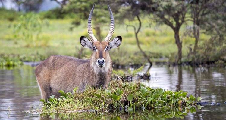 Safari de 13 días por la esencia de la vida salvaje y la cultura de Tanzania - Nature Safari 1