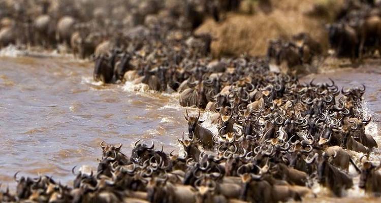 Safari de 13 días por la esencia de la vida salvaje y la cultura de Tanzania - Nature Safari 9