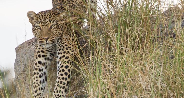 Tanzania Premium Luxury Safari - Nature Safari 7