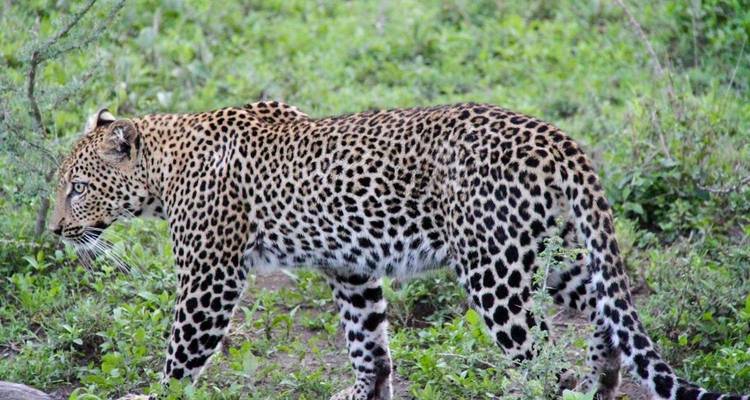 Tanzania Premium Luxury Safari - Nature Safari 8