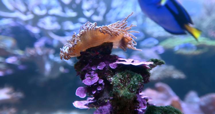 Onderwaterscène met koraal en een vis die voorbij zwemt.