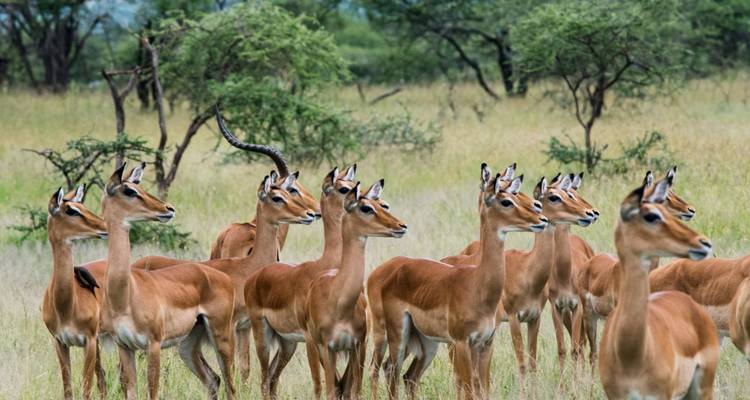 6 Days Kilimanjaro Climb and 5 Days Safari - Golden world explore 9