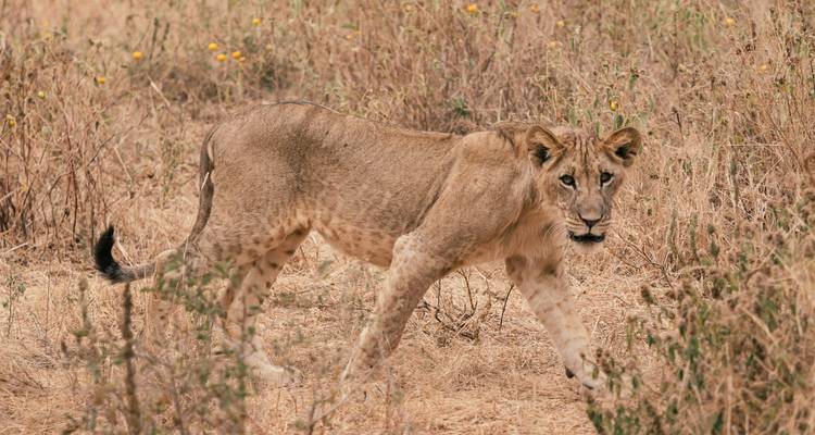 Safari de 7 días y Zanzíbar con vuelos y alojamiento - Golden world explore 6