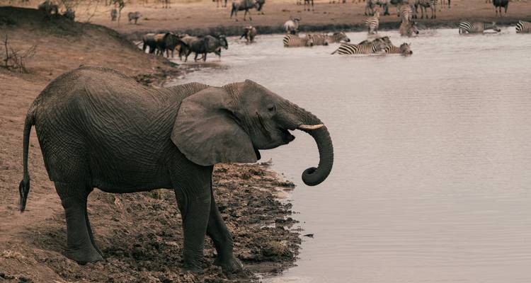 Safari de 7 días y Zanzíbar con vuelos y alojamiento - Golden world explore 7