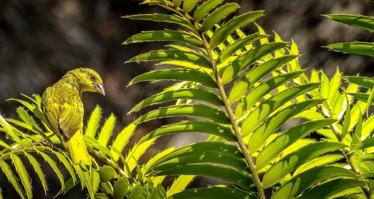 14 jours d'observation des oiseaux - Golden world explore 3