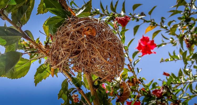 14 jours d'observation des oiseaux - Golden world explore 4
