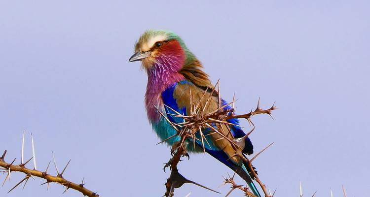 14 jours d'observation des oiseaux - Golden world explore 8
