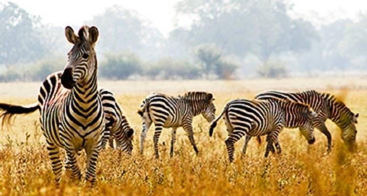 7 jours de safari animalier - Golden world explore 1