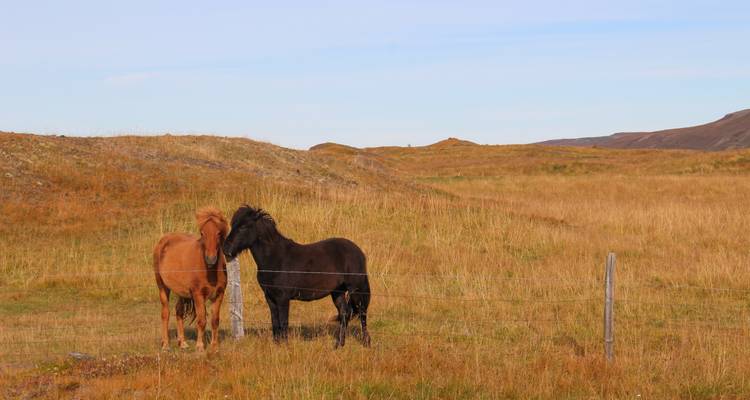 Two Icelandic horses nuzzle each other in a golden grass field enclosed by a wire fence.