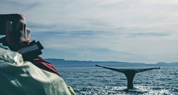 Ein Wal verschwindet mit seiner Schwanzflosse unter der Meeresoberfläche, während ein in warme Kleidung gehüllter Passagier den Moment von einem Boot aus fotografiert.