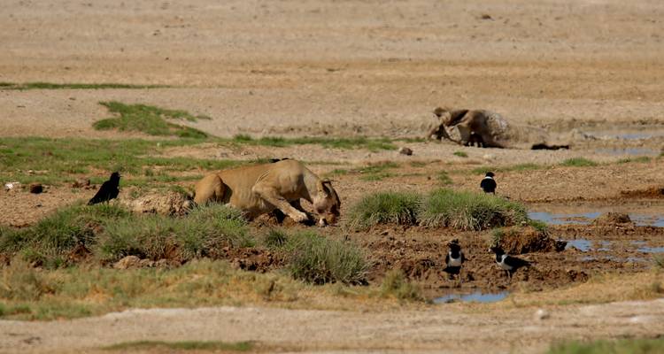 Camping de 6 jours dans les parcs nationaux de Sossusvlei, Swakopmund et Etosha - Discovery Transfers and Tours 1