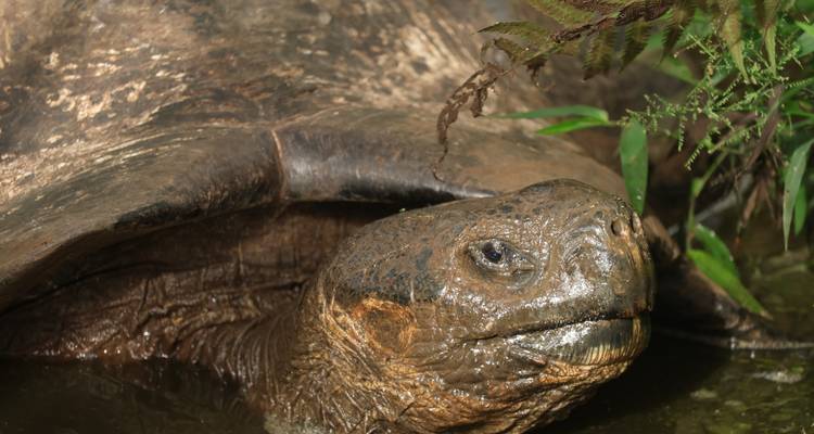 Galapagos Turtles & Penguins - Galapagos Path 1