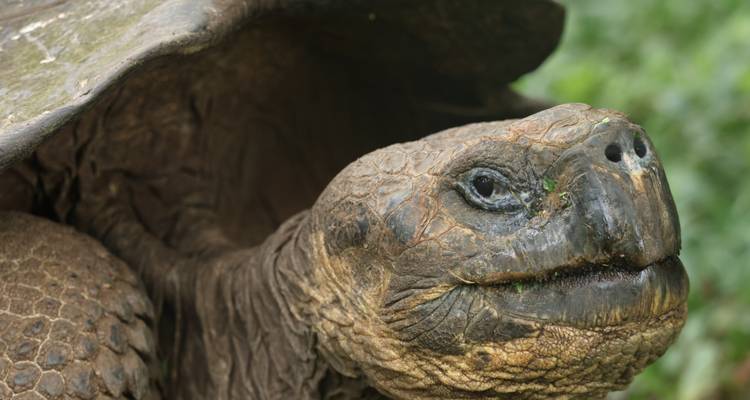 Galapagos Turtles & Penguins - Galapagos Path 2
