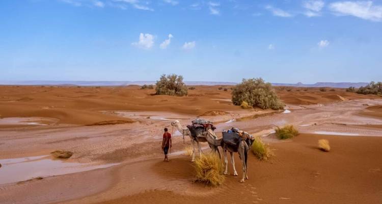 Paysage désertique avec une personne guidant des ânes.