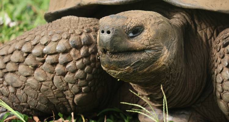 Observación de aves y viaje de tiburones - Galapagos Path 1