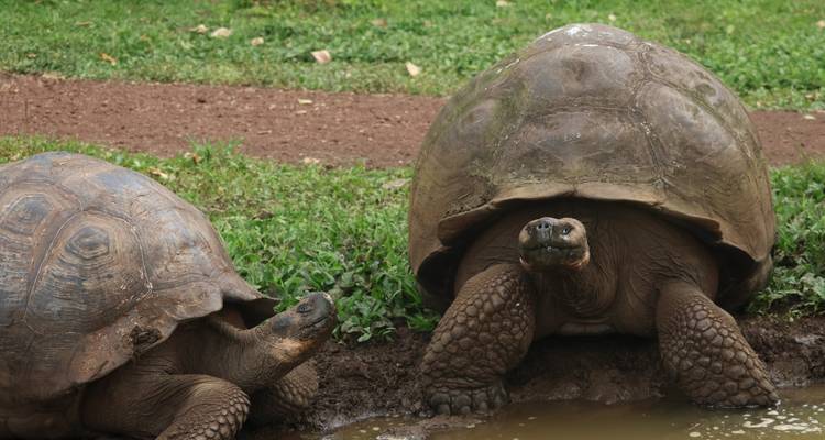 Observación de aves y viaje de tiburones - Galapagos Path 4