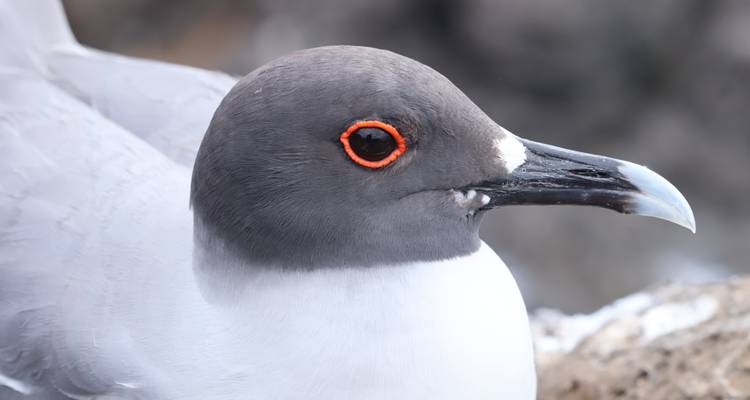 Observación de aves y viaje de tiburones - Galapagos Path 9
