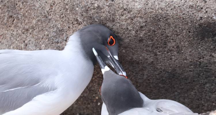 Observación de aves y viaje de tiburones - Galapagos Path 10