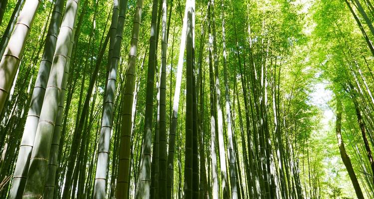 8 jours - Circuit au Japon des cerisiers en fleurs en famille avec enfants (guide et chauffeur privés) - UME Travel Co. Ltd 4