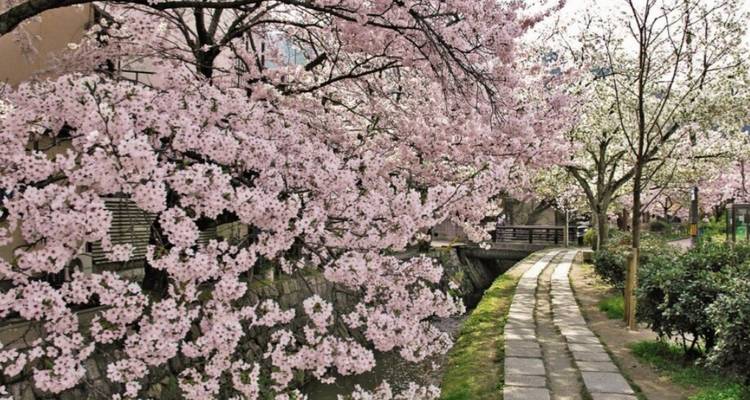 8 jours - Circuit au Japon des cerisiers en fleurs en famille avec enfants (guide et chauffeur privés) - UME Travel Co. Ltd 8