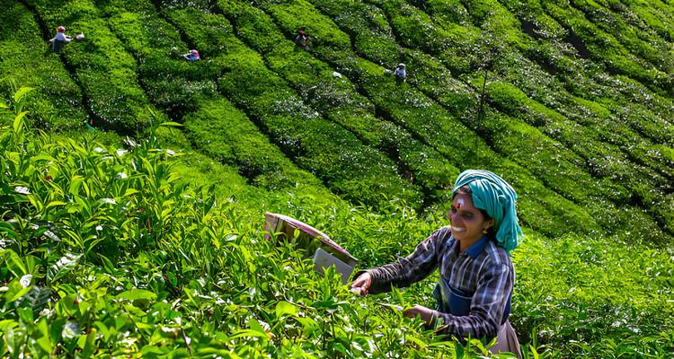 Forfait touristique au Kerala pour 6 nuits et 7 jours - Zoya Holidays 3