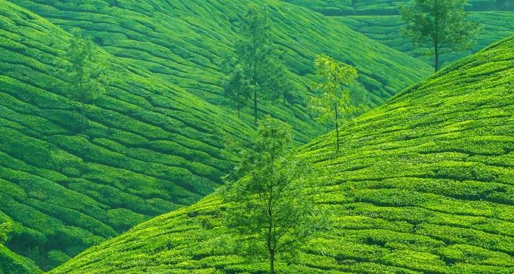 Forfait touristique au Kerala pour 6 nuits et 7 jours - Zoya Holidays 6