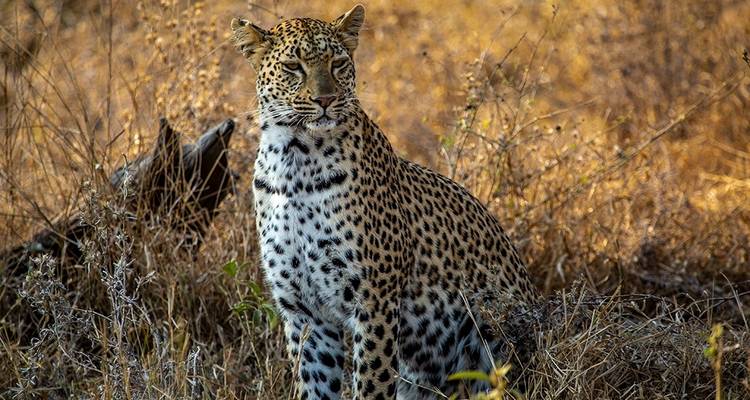 El triángulo de oro de la India con safari de leopardos - World Travel Experiences 3
