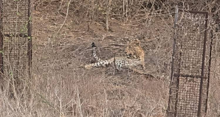 El triángulo de oro de la India con safari de leopardos - World Travel Experiences 1