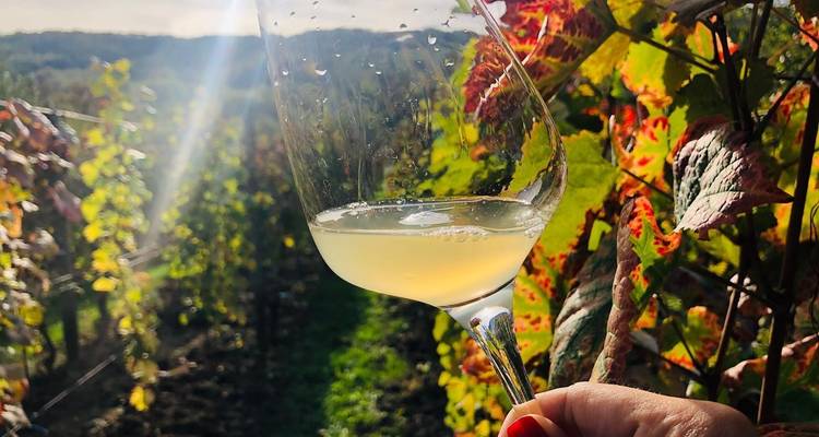 Journées d'évasion en vélo et en vin à Dealu Mare - CarpatBike 3