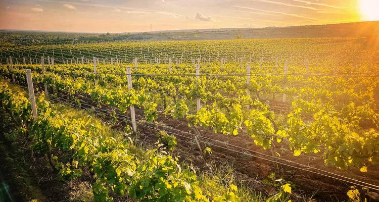 Journées d'évasion en vélo et en vin à Dealu Mare - CarpatBike 7