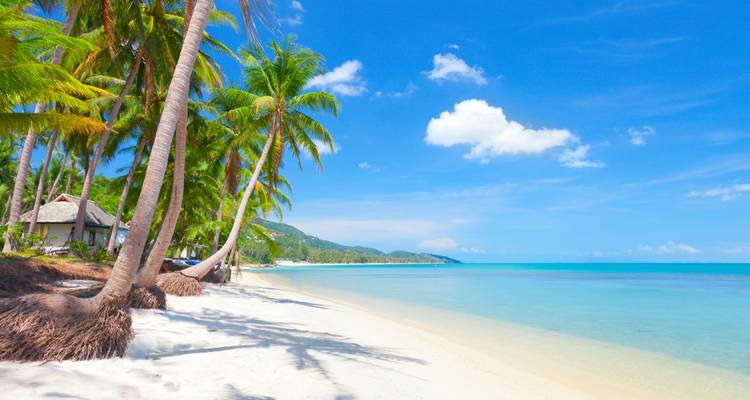 Palmeras y playa de arena con cielo azul claro y agua.