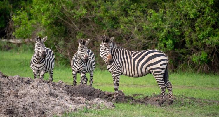 10 jours Le meilleur de l'Ouganda - GoExplore Safaris 1