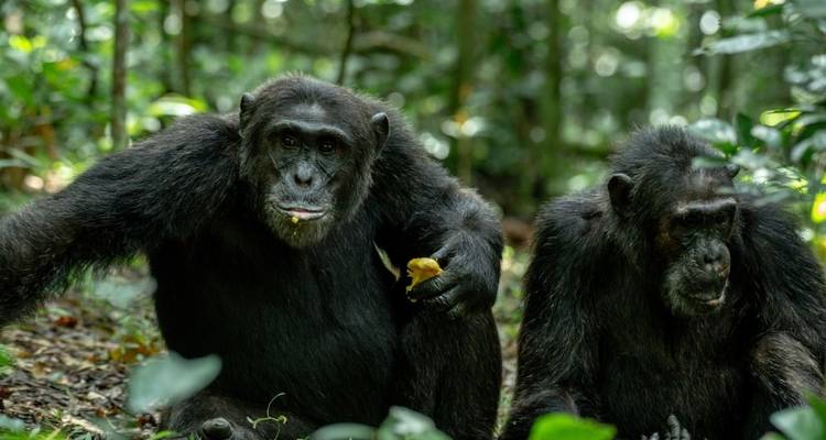 10 jours Le meilleur de l'Ouganda - GoExplore Safaris 3