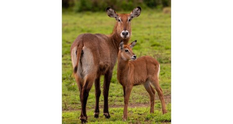 10 jours Le meilleur de l'Ouganda - GoExplore Safaris 4