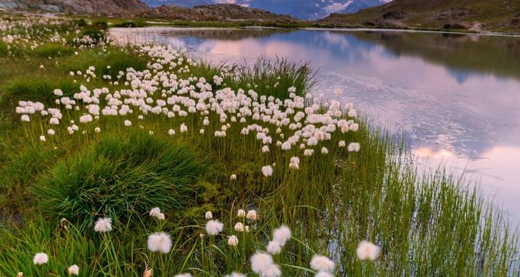 Een weelderig veld met witte bloemen naast een reflecterend meer met bergen op de achtergrond.