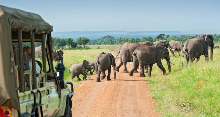 Elefantenherde, die auf einer Schotterstraße mit einem Safari-Fahrzeug läuft.