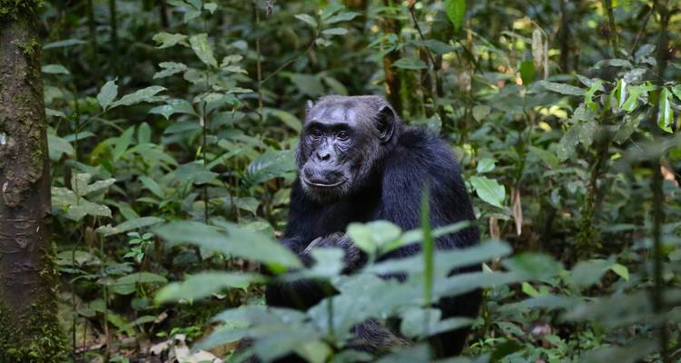 Geluxe: África Oriental: safaris en coche, senderismo de montaña y trekking con chimpancés - G Adventures 9