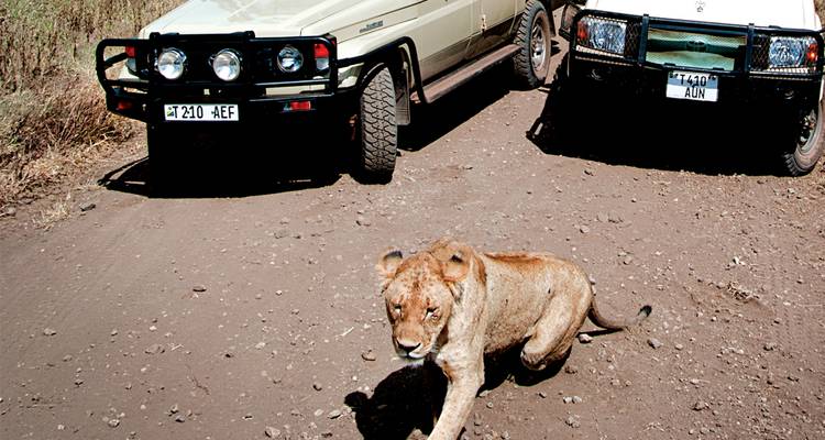 Jeune lion traversant une piste poussiéreuse devant des véhicules de safari avec des plaques d'immatriculation visibles