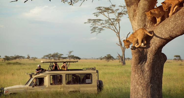 Groupe de lions descendant d'un arbre tandis que des touristes observent depuis un véhicule de safari sur des plaines herbeuses